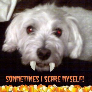 Meet your Posher, Angel